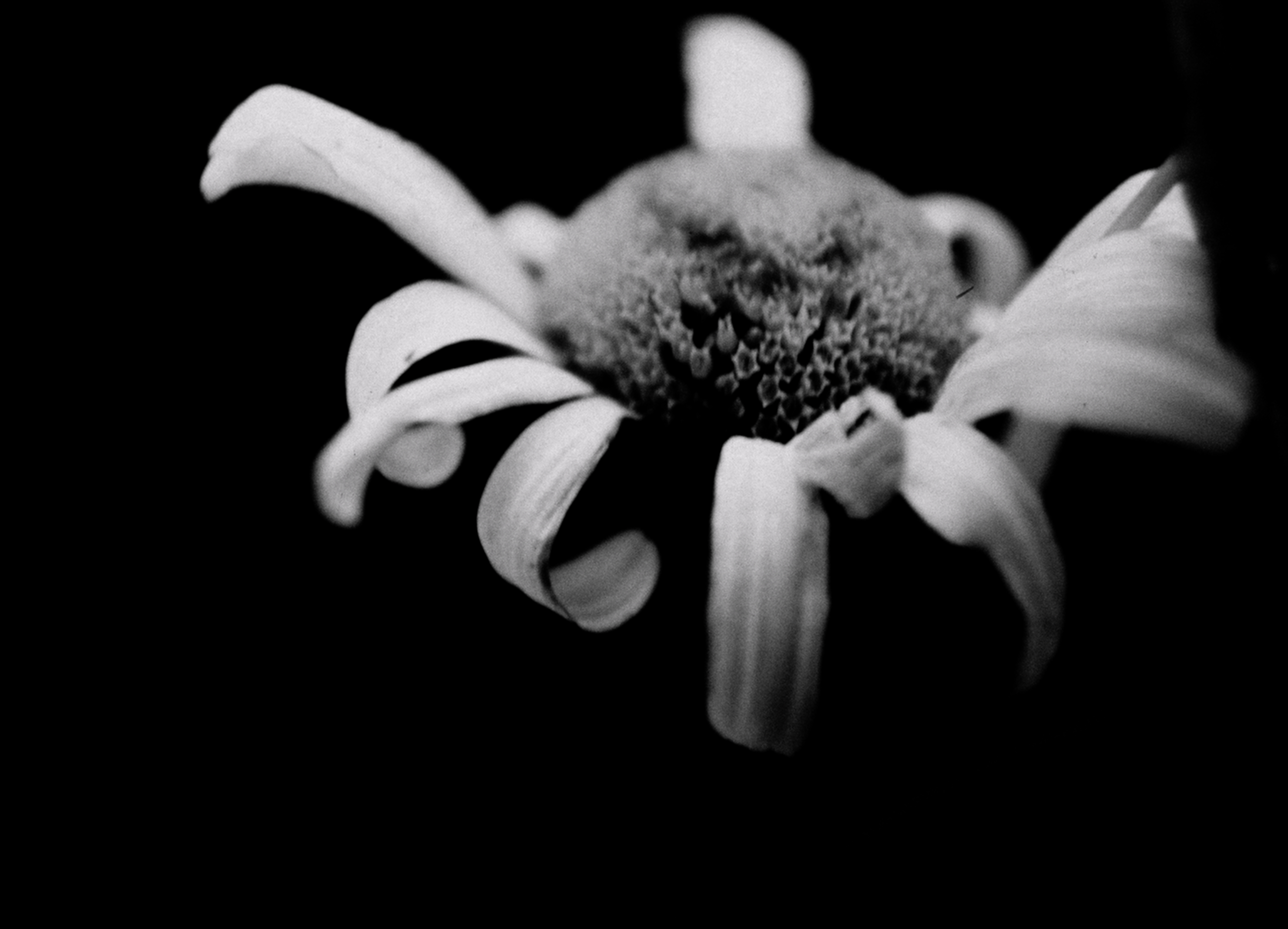 Into the Wild — still